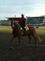 SAINTLY at Flemington...